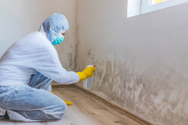 Licensed Black Mold Removal service in Ronks, PA - WQB Mold Removal